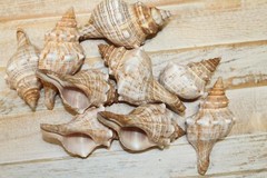 1st Quality Fox Sea Shells 3 inch to 4 inch Size Ranges Quantity Discount SS-164