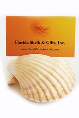 Set of 6 Genuine Seashell Card Holders – Beach Wedding / Event – Real Shells