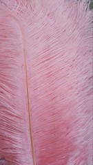 Blush Pink Ostrich Feathers 12-14 inches 12 Pieces Dozen Blush Feather Wedding