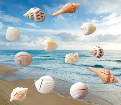 Kate Aspen Genuine Sea Shell Place Card Holders – Set of 12!