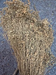 Dried Babys Breath (Dried Gypsophila) Reddish Brown Color