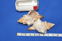Large Fox Sea Shells 5 inch to 6 inch Sizes, Quantity Priced, SS-163