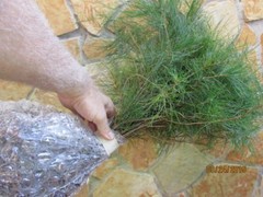 Wedding Favors (45) Evergreen Pine Starter Seedlings Bundle DIY Free Shipping