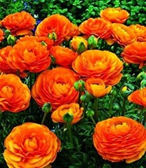 PCS Mixed Color Yellow/Red/Pink/Purple/White MulticoloredRanunculus 10 Orange
