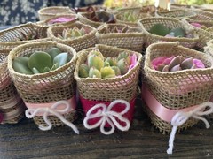 20 Succulent In Decorative Wrap For Wedding Favor, Party Favor