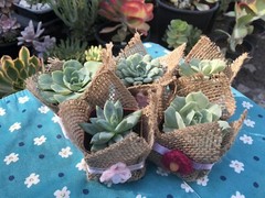 20 Succulent In Decorative Wrap For Wedding Favor, Party Favor