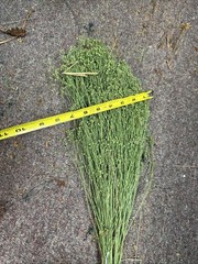 Dried Babys Breath (Dried Gypsophila) Green/sage?
