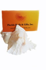 Set of 6 Genuine Seashell Card Holders – Beach Wedding / Event – Real Shells