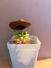 12 pcs 2″ 3″ Mini Cowboy Hat Western Wedding Decoration Brown Black White