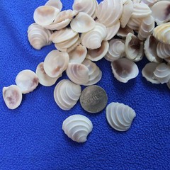 WEDDING CAKE SEASHELLS, Craft Supply, Beach Decor, Beach Weddings,flowers SS-475