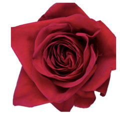 Freedom Red Roses 100 stems – Premium Quality Fresh Bulk Flowers