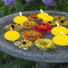 12 Pack 3 Inch Citronella Floating Candles for Summer, 10 Hour Dripless Yellow