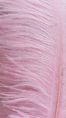 Blush Pink Ostrich Feathers 14-16 inches 12 Pieces Dozen Blush Feather Wedding