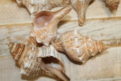 1st Quality Fox Sea Shells 3 inch to 4 inch Size Ranges Quantity Discount SS-164