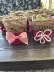 20 Succulent In Decorative Wrap For Wedding Favor, Party Favor