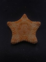 Culcita pillow star fish. 60mm starfish sea shell #15991