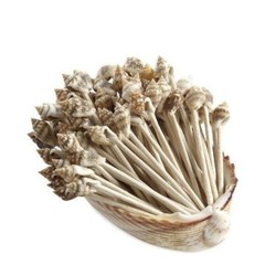 100 Tropical Seashell Toothpicks – Elegant Beach Wedding & Coastal Party Decor
