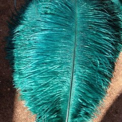 Teal Ostrich Feathers 14-16 inches 50 Pieces(GA, USA)