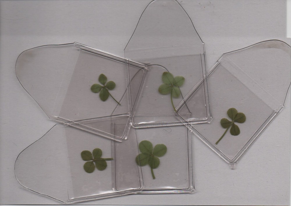 GENUINE IRISH ORIGINAL 4 LEAF CLOVER x 5 UK POSTPAID