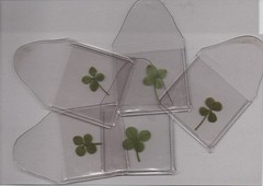 GENUINE IRISH ORIGINAL 4 LEAF CLOVER x 5 UK POSTPAID