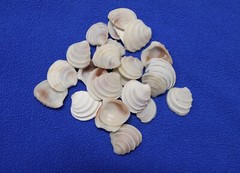 WEDDING CAKE SEASHELLS, Craft Supply, Beach Decor, Beach Weddings,flowers SS-475