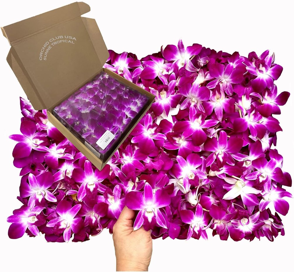 Mii Fresh Orchid Loose Bloom PERISHABLE flowers OrchidClub Sunne