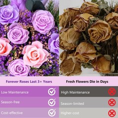 Magic Ants Preserved Roses Real Flowers Last 3 Years No Water Purple and Pink