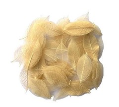 200 Pcs Small 2-3.5 Inches Natural Skeleton Leaves Rubber Tree Scrapbooking,