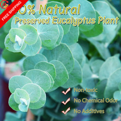 Preserved Eucalyptus Leaves, 1600 Pcs, Natural Small Green Small,