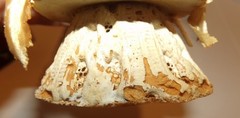 1959 Incredible Vintage 1950’s Wedding Cake Topper Silk Flower Bell Top