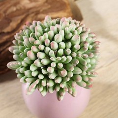 Set of 3 4″ tall Assorted Artificial Faux Jelly Bean Succulent Picks Stems Party