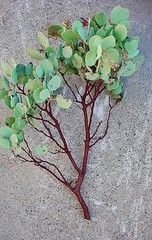 8 RED Manzanita Branches for Vertical Centerpieces Fresh-Cut! 20″-24″