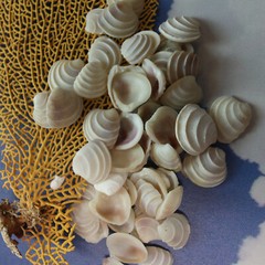 WEDDING CAKE SEASHELLS, Craft Supply, Beach Decor, Beach Weddings,flowers SS-475
