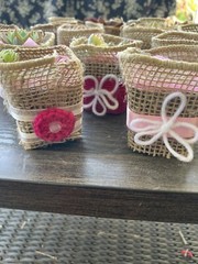 20 Succulent In Decorative Wrap For Wedding Favor, Party Favor