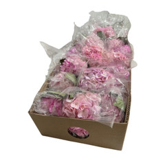 Hydrangea Select Light Pink 35 Stems – Elegant Blooms for Events, Weddings, home