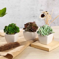 3 Green 5″ Assorted Faux Cute Succulent Echeveria Plants Off White Ceramic Pots