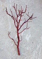8 RED Manzanita Branches for Vertical Centerpieces Fresh-Cut! 20″-24″