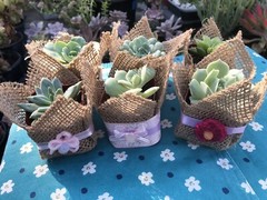 20 Succulent In Decorative Wrap For Wedding Favor, Party Favor