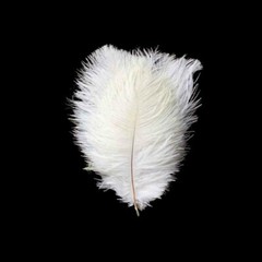 12 pcs 13-15″ long White Genuine Ostrich FEATHERS Wedding Party Centerpieces