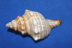 1st Quality Fox Sea Shells 3 inch to 4 inch Size Ranges Quantity Discount SS-164