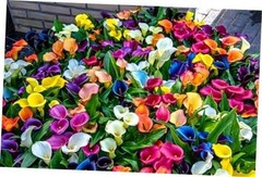 Mix Calla Lily Seeds, 150+ Pcs Mixed Color Perennial Zantedeschia Flower for