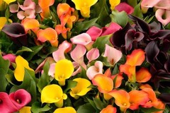 Mix Calla Lily Seeds, 150+ Pcs Mixed Color Perennial Zantedeschia Flower for