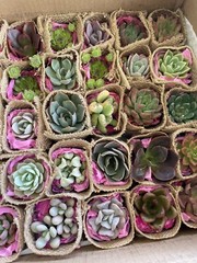 20 Succulent In Decorative Wrap For Wedding Favor, Party Favor