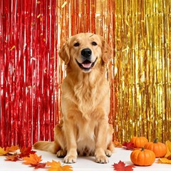 Thanksgiving Foil Fringe Curtains with Balloons, 2 Pack 3.3×6.6ft Thanksgivin…