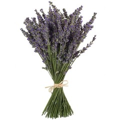 TooGet Natural Lavender Bundles, Freshly Harvested 200+ Stems Dried Lavender …