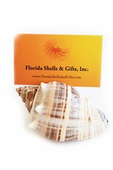 Set of 6 Genuine Seashell Card Holders – Beach Wedding / Event – Real Shells