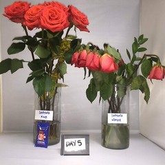 Clear Flower Food Packets for Flower Arrangements & Bouquets – (5g – 2,000 Ct)