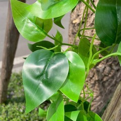 3 Green Silk Pothos Artificial Hanging Plants Party Events Decorations Supplies