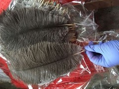 Nature Ostrich Feathers 12-14 inches 12 Pieces (GA, USA)