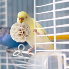 andwe Sola Bird Toy Balls – Natural Soft Chew & Shredding Foraging for Cockatiel